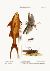 The Mango-Fish. The Great Brown Locust, 1749-73